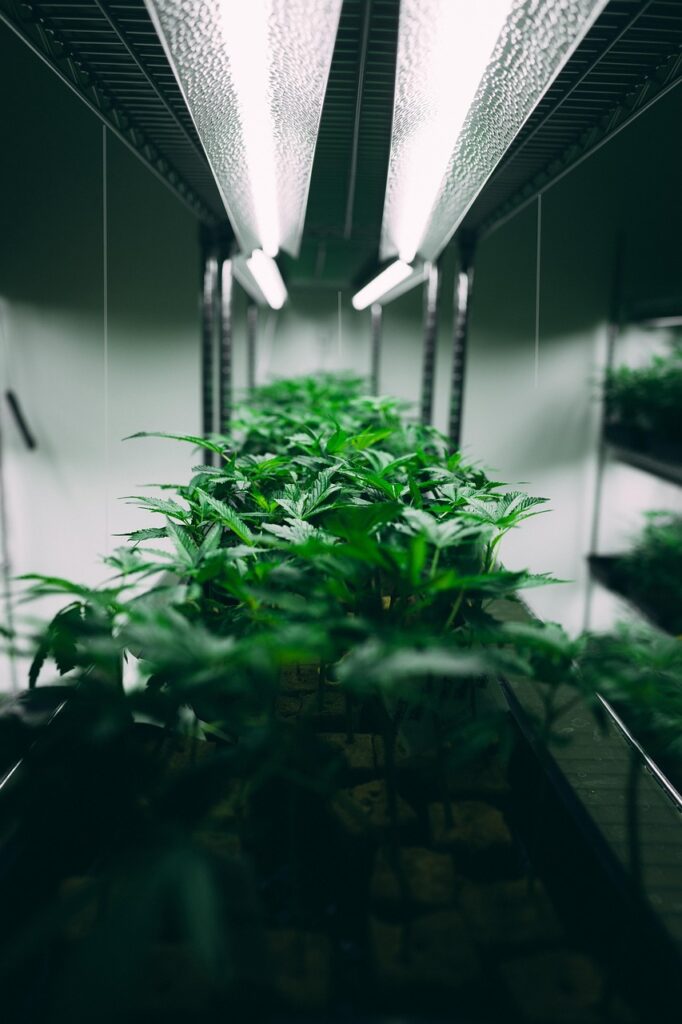 discover weed in Jakobsberg