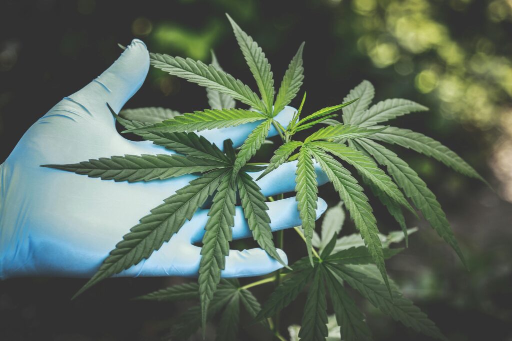 discover weed in Da Nang