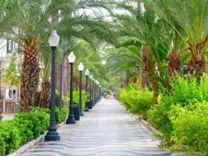 discover weed in Alicante