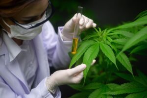discover weed in Patras